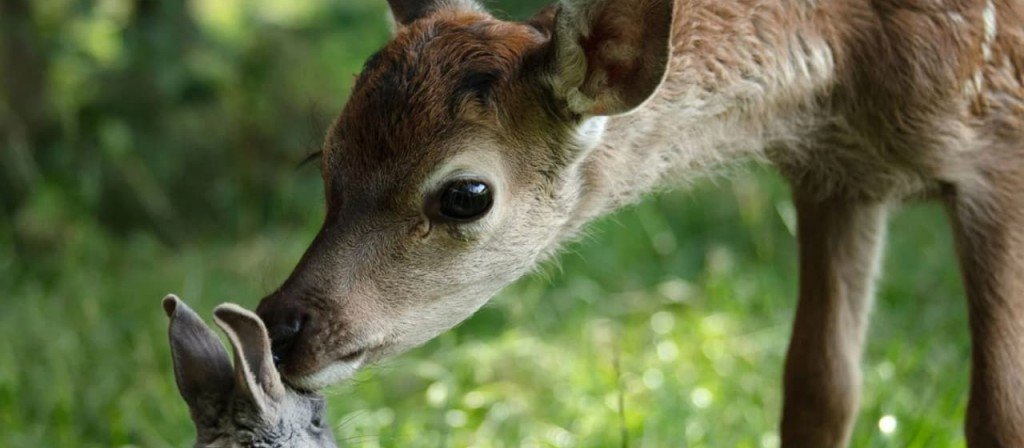 actualité bambi